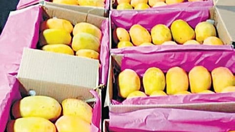 Kesar Mangoes