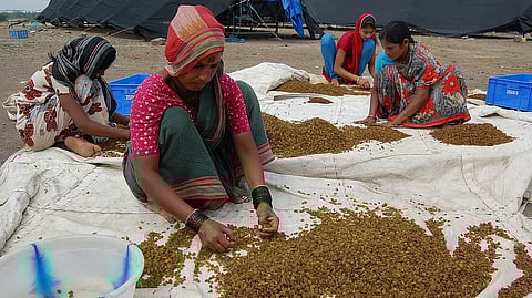 Raisins cleaning process