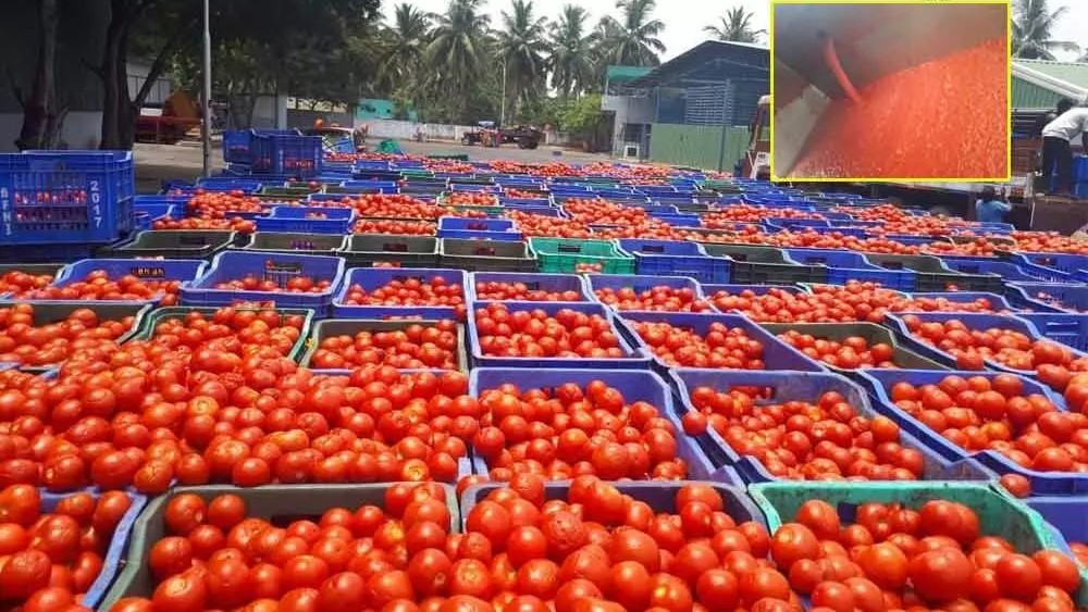 Kolar farmers and traders to stop tomato export to Pakistan