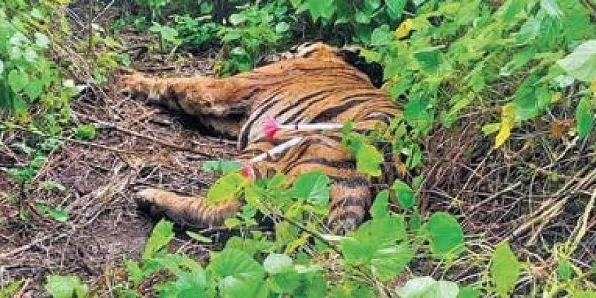 ರಣಥಂಬೋರ್ ಮೀಸಲು ಅರಣ್ಯದಲ್ಲಿ ಹುಲಿ ಶವ ಪತ್ತೆ; ಕಾದಾಟದಲ್ಲಿ ಸಾವು ಶಂಕೆ