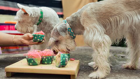 Gear up for Kanpur's first Pet Carnival this December