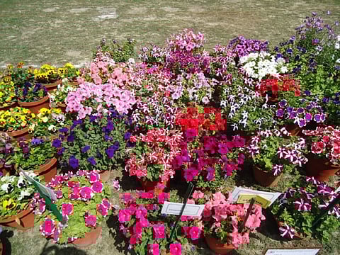 Kanpur Floriculture Society Presents Flower Show