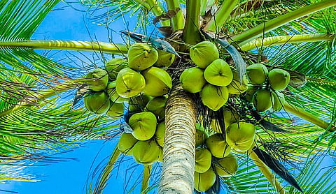 world coconut day 2025