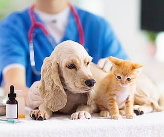 World Rabies Day: 5 Vet Clinics in Kanpur You Must Know