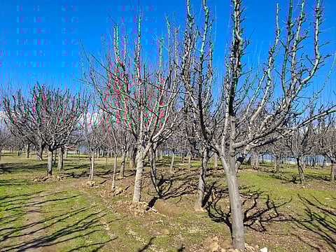 Apple orchards standing on land marked for the railway project, facing an uncertain future as development encroaches on generations of hard work. Image is representational.