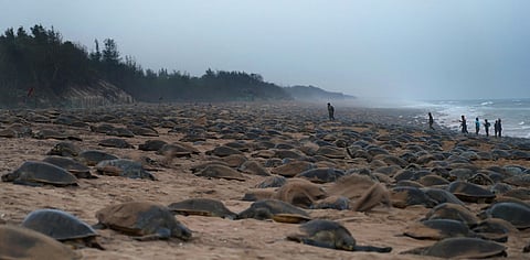 Gahirmatha and Rushikulya in Odisha, India, serve as major mass nesting or arribada rookeries outside Central America.