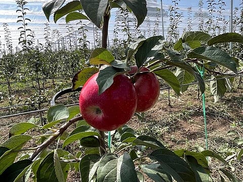 Fully grown apples on a tree in an orchard with new varieties of high-density apple trees in Baramulla district of Kashmir.