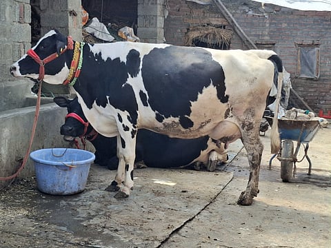Imported Cows at Gulshana’s Dairy: Gulshana’s dairy business in Kashmir began with cows brought from outside the valley now they’re central to a thriving local milk supply chain led by women, in Pulwama, Kashmir.