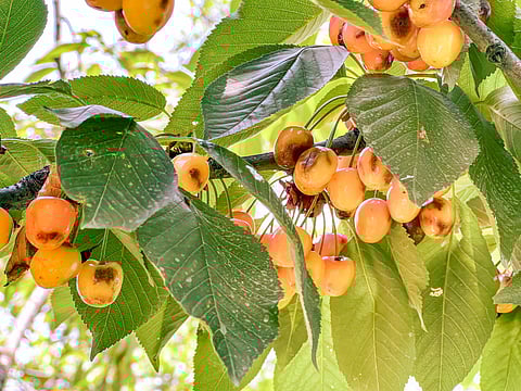 Sunburned and damaged: Cherries in Dara Village of Srinagar, show early signs of damage from unexpected heat wave and fluctuating weather, caused by changing climate conditions.