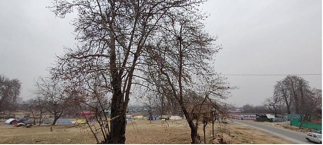 The Chinar - Silent and everlasting in Kashmir Valley.