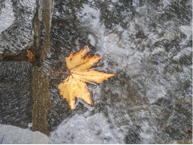 Inheritance of loss - A dry Chinar leave in autumn in Kashmir.