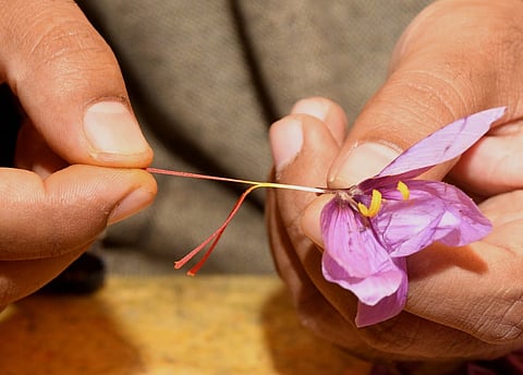 A farmer carefully separating the precious crimson stigma from the purple saffron flower after harvest in Pampore, Kashmir.