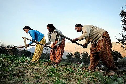 Rural women working as farm labours in India. Image is representational.