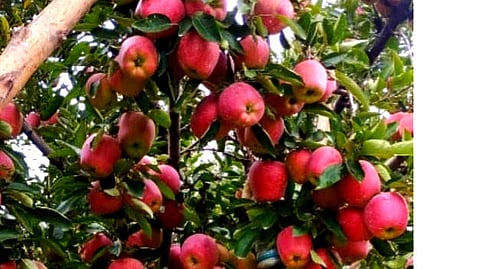 Apple laden trees in Hakura Budasgam, Anantnag in Kashmir valley during harvest season in October.
