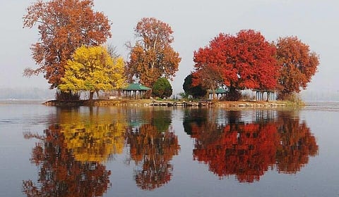 Chinar trees during autumn in Dal Lake, Srinagar, Kashmir.
