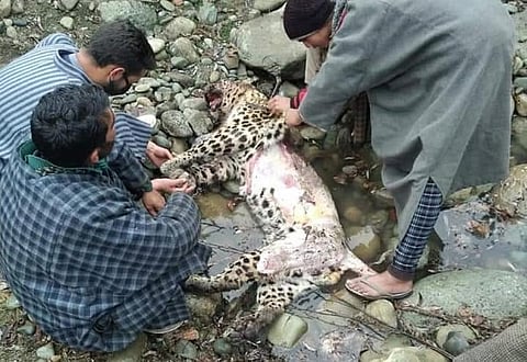A file photo of a leopard killed by villagers in retaliation to attack on people in Kulgam district in south Kashmir, Jammu & Kashmir in April 2020.