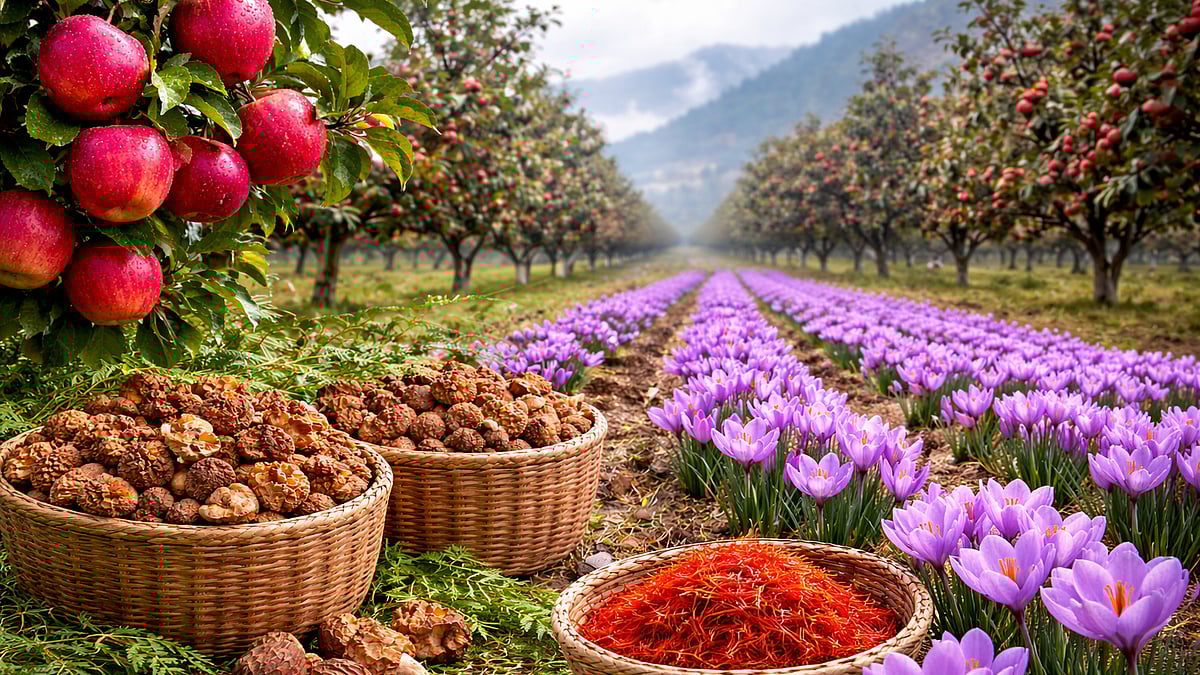 The Silent Collapse of Shopian’s Farmers