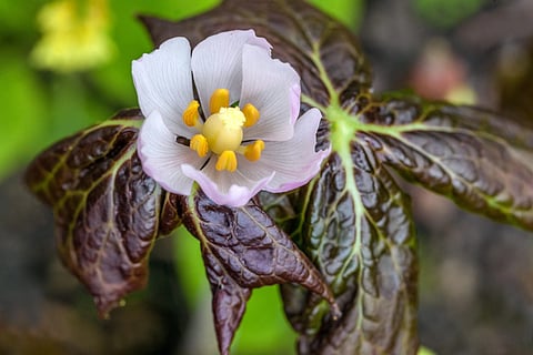 The root and rhizome of Podophyllum hexandrum, which grows across the Himalayan region, are used in traditional medicine.