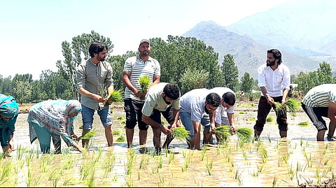 Local farmers, joined by Pulwama MLA Waheed Ur Rehman Para transplant paddy saplings in a disputed agricultural field in Padgampora-Dangerpora on 8 June 2026. The re-sowing campaign was undertaken days after farmers alleged that revenue authorities had uprooted freshly transplanted paddy and restricted cultivation on the land.