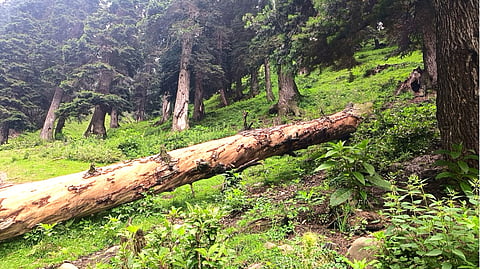 A fallen tree in the Shopian Forest Range of Kashmir Valley, Jammu and Kashmir.