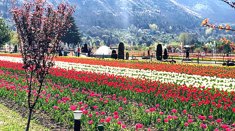 A view of the Tulip Garden in Srinagar.
