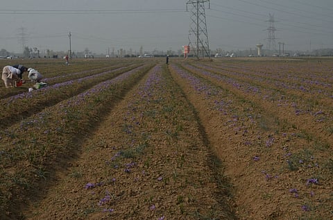 The saffron fields, bathed in the soft light of early morning, stretch as far as the eye can see, with each flower a symbol of patience, dedication, and love for the land. The image is representative.