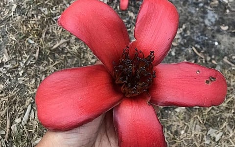 A Semal flower. Photo/Nidhi Jamwal
