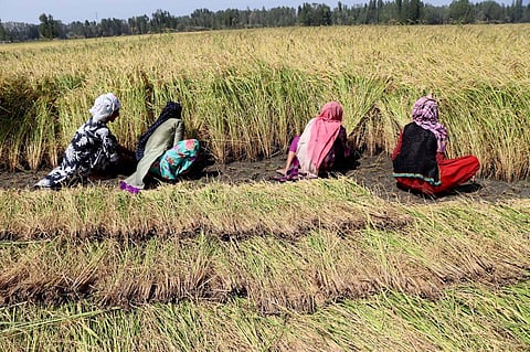 A file photo harvesting operations in paddy fields in Kashmir. Photo/Kashmirlife
