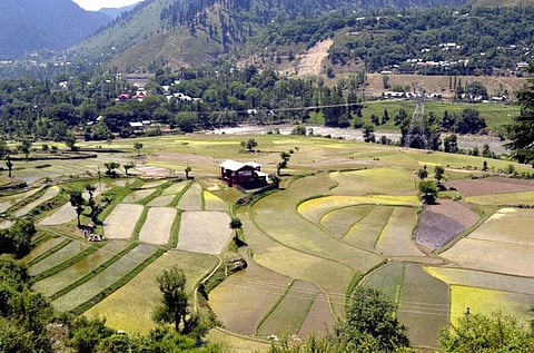 A view of the paddy fields in Kashmir.
