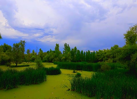 Hokersar, a wetland in Srinagar district of Kashmir Valley in Jammu and Kashmir. Photo/Wikipedia
