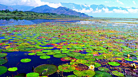 Wullar lake in Kashmir valley, Jammu and Kashmir. 