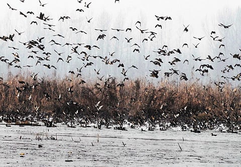 Migratory birds arriving at Kashmir Wetlands with the onset of winter season. Photo/Mohammad Hanief
