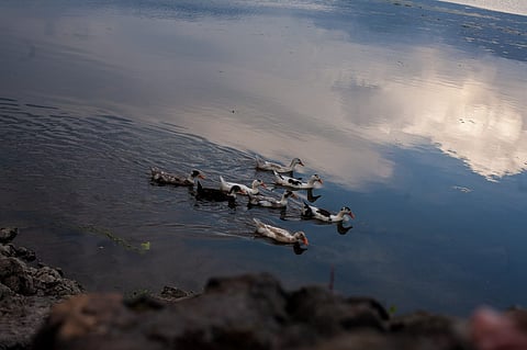 Ducks return to Wullar Lake in North Kashmir after its restoration near Bandipora town. Photo/Author
