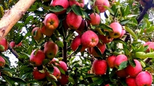 Kashmir's Apple Industry Faces Global Competition Challenge