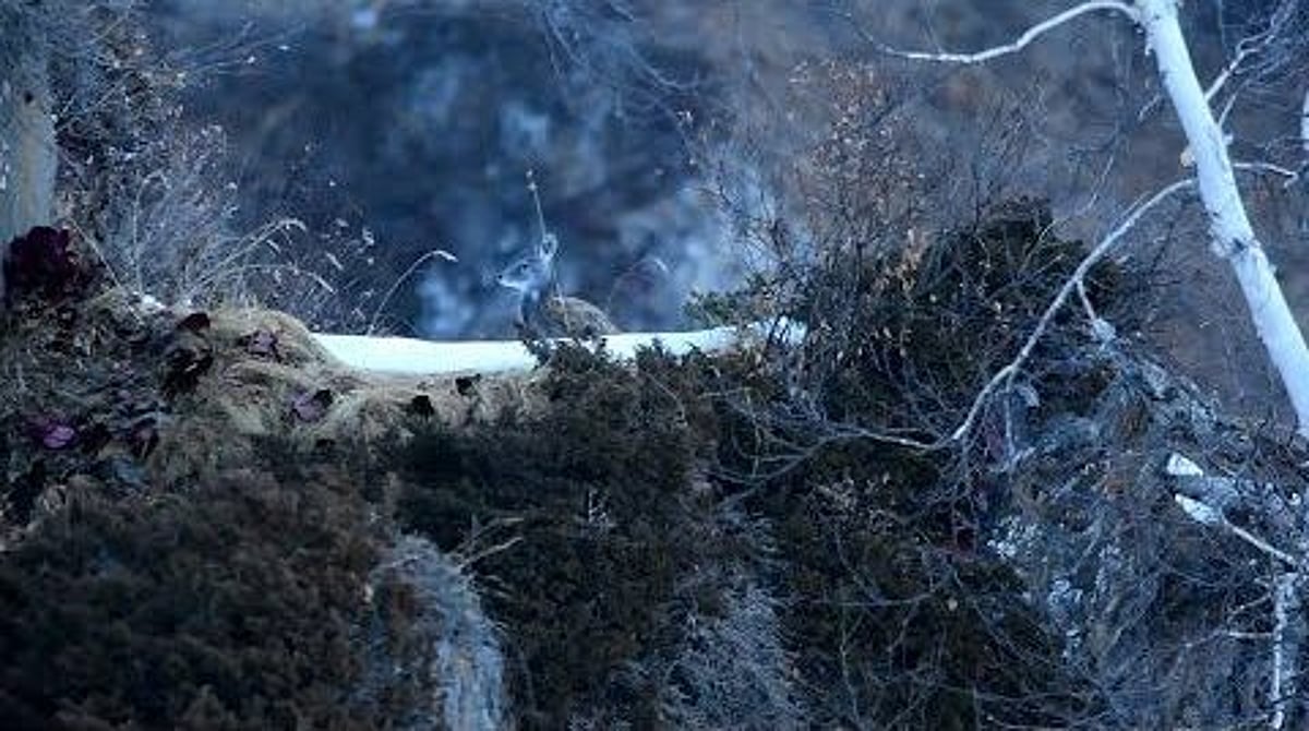 Endangered Musk Deer Captured on Camera in Neelum Valley of PAK