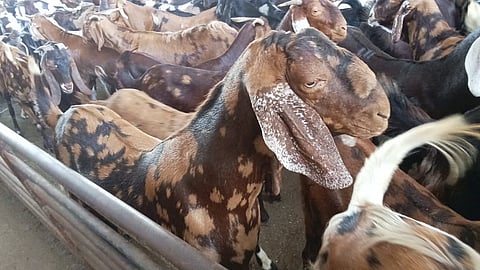 دبي: قفزة هائلة في أسعار الأضاحي قبل العيد .. بعضها يتجاوز 12 ألف درهم بزيادة 80%