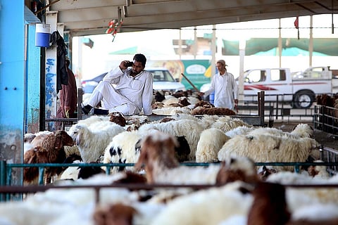 غرامات 20 ألف درهم لمخالفي المسالخ القانونية في الإمارات