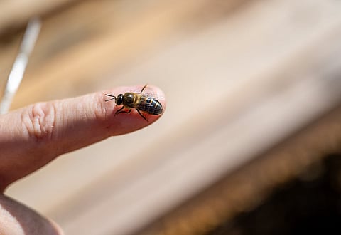 نحلة تنهي حياة ملياردير : تفاصيل صادمة وشهادات طبية