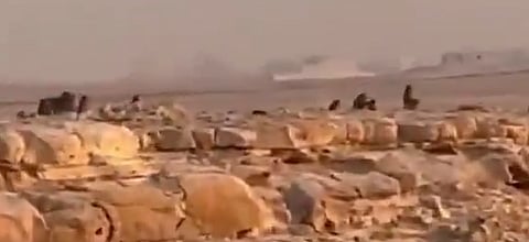 قرود البابون تتجول بحرية في الرياض.. والجهات المختصة تعالج الوضع