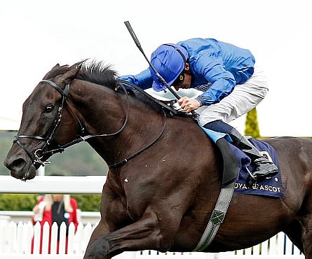 تستعد "ريبلز رومانس"، الحصان الأكثر نجاحاً لدى جودلفين بإيرادات تزيد عن 11 مليون جنيه إسترليني، للمشاركة في سباق تاريخي آخر في سباق "كينغ جورج السادس" و"كوين إليزابيث ستيكس" في أسكوت يوم السبت. الصورة: دارلي ستاليونز