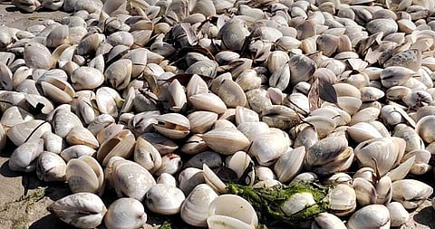 الصورة: هيئة البيئة أبوظبي/X