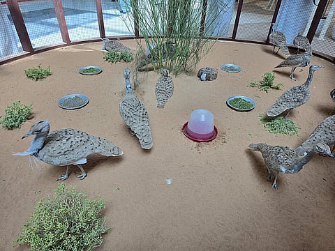 الحبارى في صحاري الإمارات بعد 50 عاماً من جهود الإنقاذ 