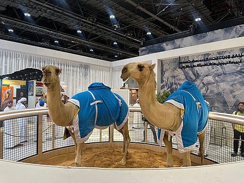 صورة: حنين دجاني