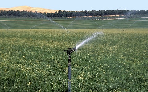 44 مليار دولار نمو متوقع لسوق الأغذية والمشروبات في الإمارات إلى  بحلول 2029