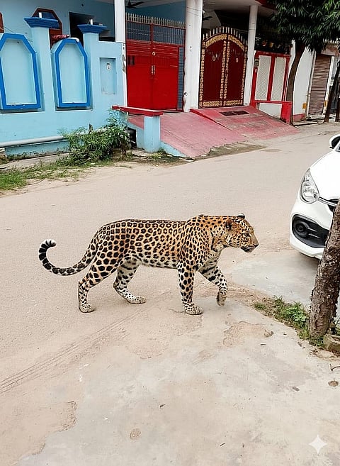 الصور: أنو سينغ