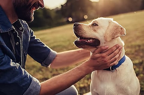 فواتير بيطرية مرتفعة تُعيق تبني الحيوانات الأليفة وتثقل كاهل العائلات في الإمارات