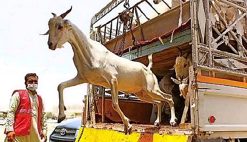 الشارقة تحذر من مخاطر الأمراض عند نقل الحيوانات الحية بالمركبات الخاصة