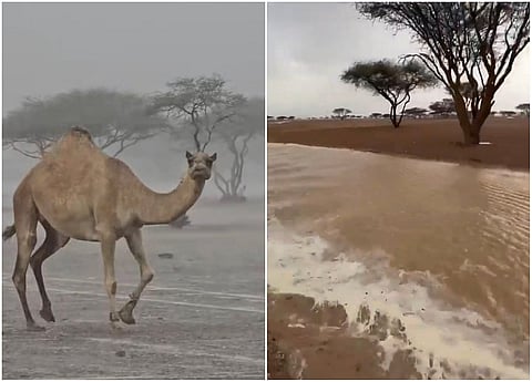 الاستمتاع بالأمطار الغزيرة وسط تدفق الأودية في الإمارات