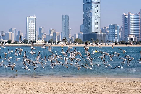 شاطئ الممزر دبي. صورة KT: شهاب