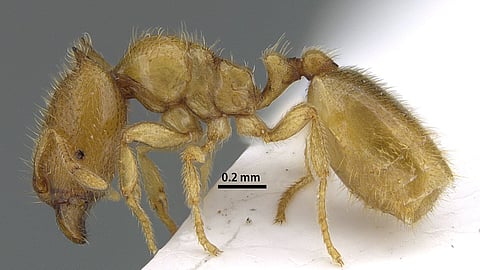 "نملة الشارقة".. اكتشاف جديد يثري التنوع البيولوجي الإماراتي